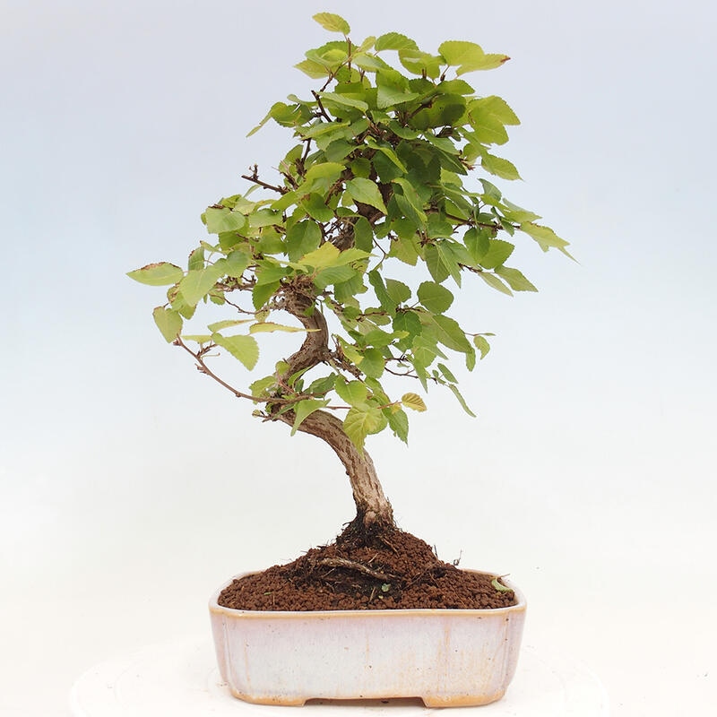 Outdoor bonsai -Carpinus CARPINOIDES - Korean hornbeam