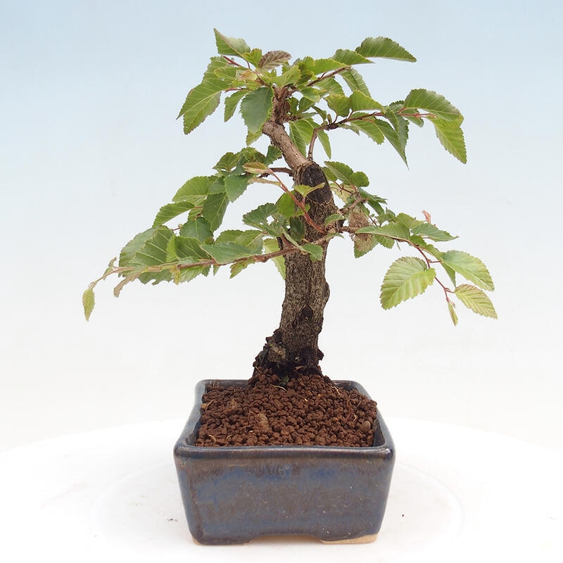 Outdoor bonsai -Carpinus CARPINOIDES - Korean Hornbeam