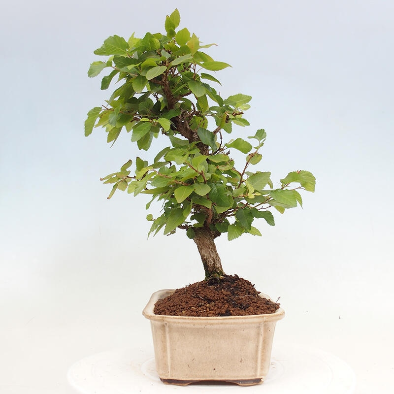 Outdoor bonsai -Carpinus CARPINOIDES - Korean hornbeam