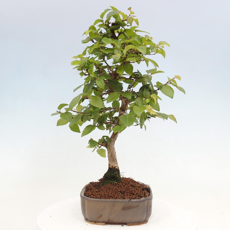 Outdoor bonsai -Carpinus CARPINOIDES - Korean hornbeam