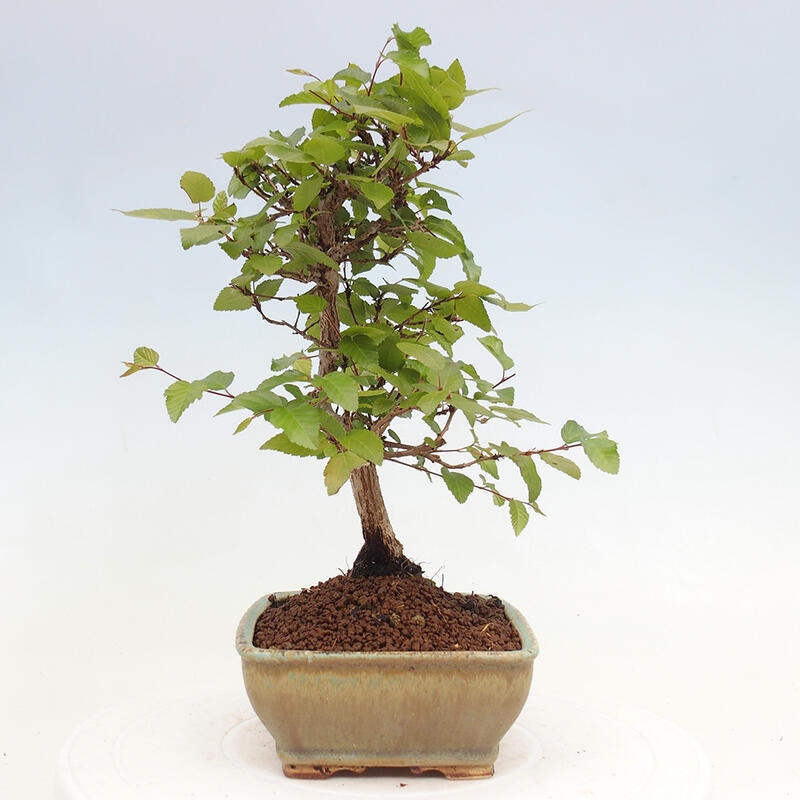 Outdoor bonsai -Carpinus CARPINOIDES - Korean hornbeam