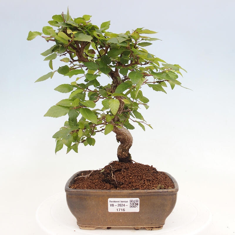 Outdoor bonsai -Carpinus CARPINOIDES - Korean hornbeam