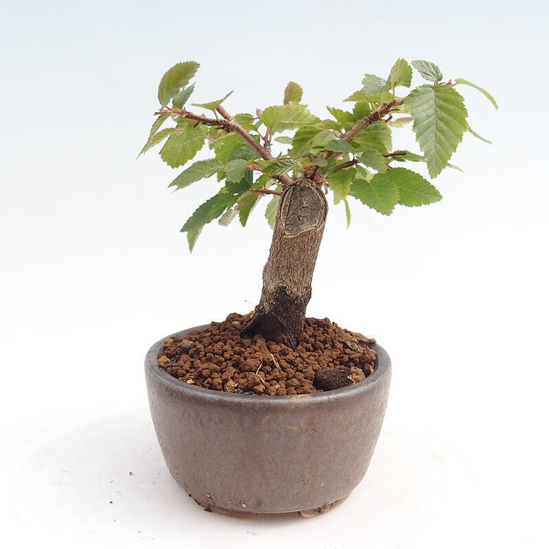 Outdoor bonsai -Carpinus CARPINOIDES - Korean Hornbeam