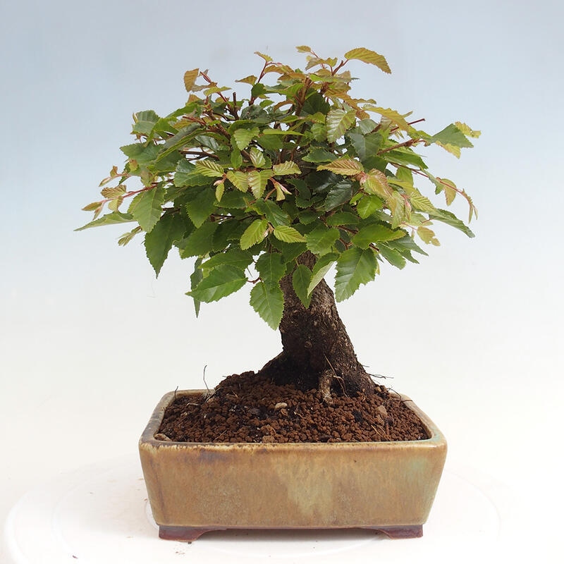 Outdoor bonsai -Carpinus CARPINOIDES - Korean Hornbeam