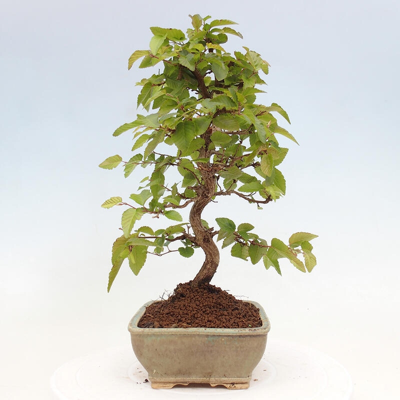 Outdoor bonsai -Carpinus CARPINOIDES - Korean hornbeam