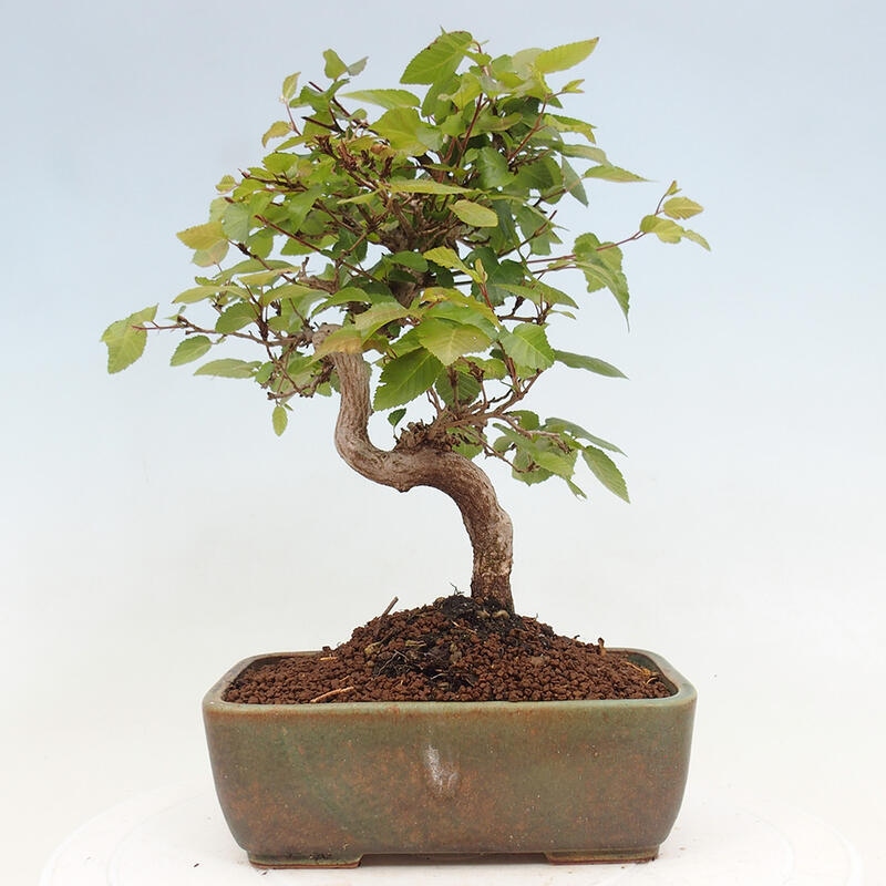 Outdoor bonsai -Carpinus CARPINOIDES - Korean hornbeam