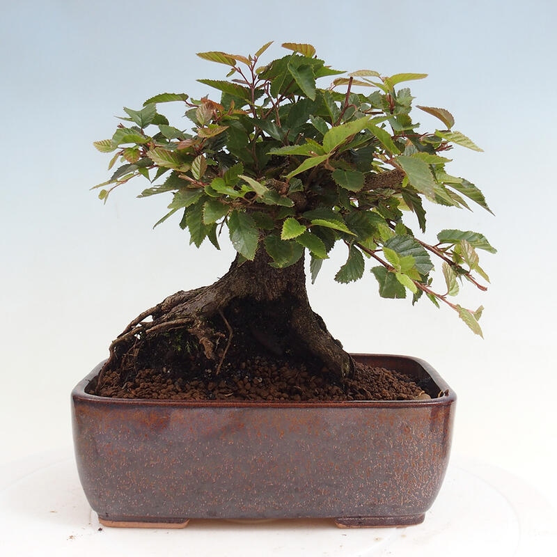 Outdoor bonsai -Carpinus CARPINOIDES - Korean Hornbeam