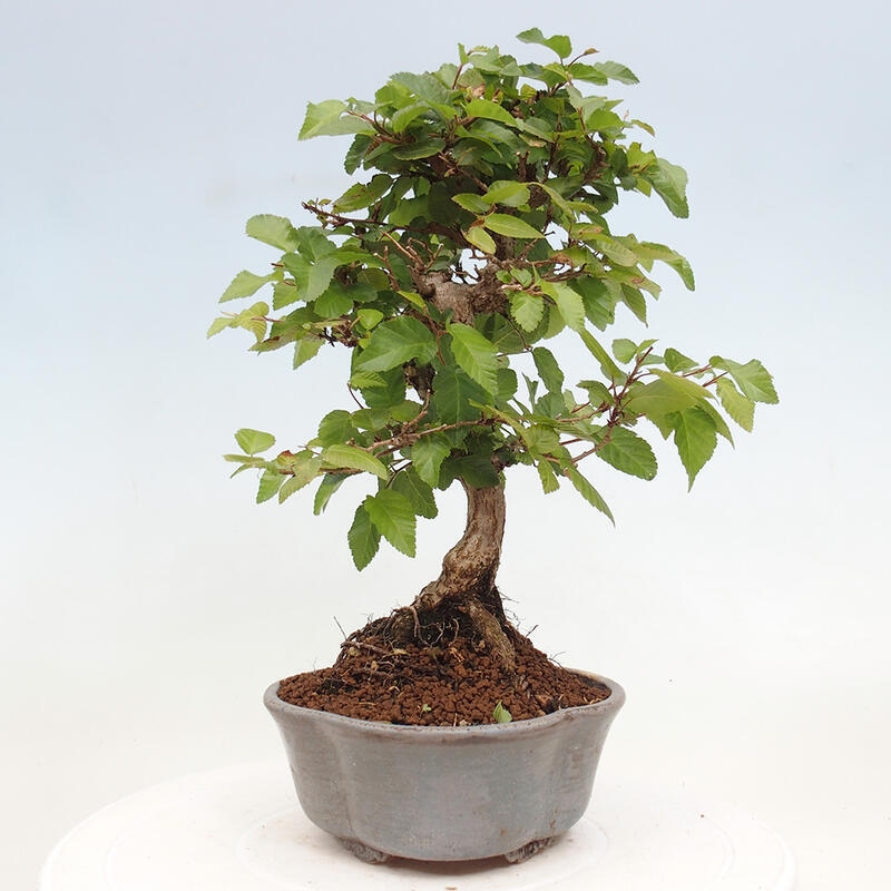 Outdoor bonsai -Carpinus CARPINOIDES - Korean hornbeam