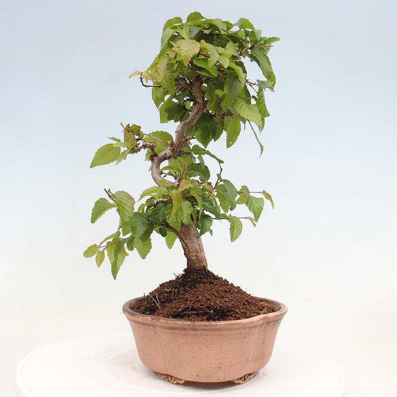 Outdoor bonsai -Carpinus CARPINOIDES - Korean hornbeam