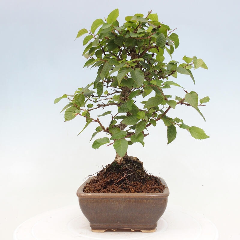 Outdoor bonsai -Carpinus CARPINOIDES - Korean hornbeam