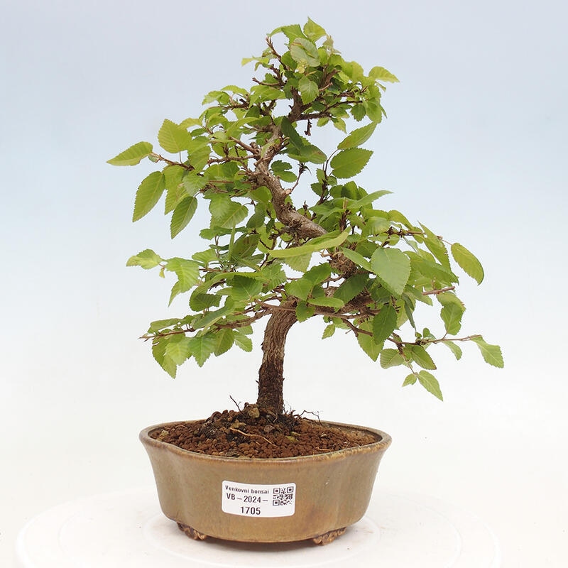 Outdoor bonsai -Carpinus CARPINOIDES - Korean hornbeam