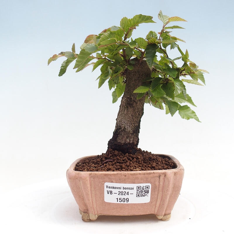 Outdoor bonsai -Carpinus CARPINOIDES - Korean Hornbeam