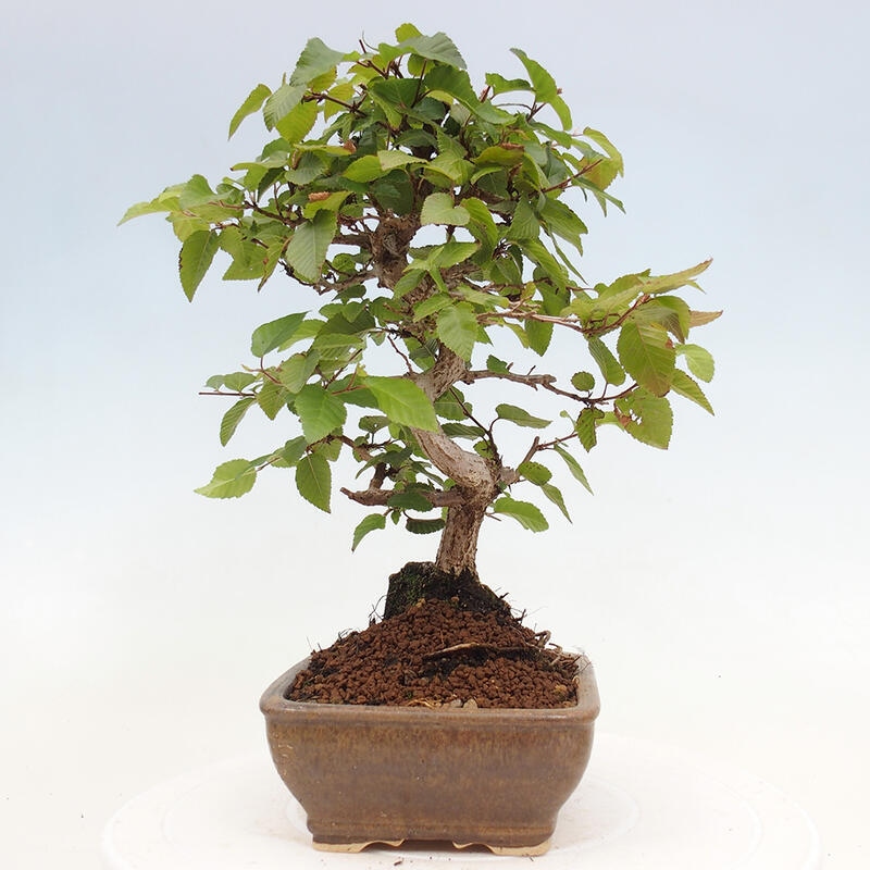 Outdoor bonsai -Carpinus CARPINOIDES - Korean hornbeam