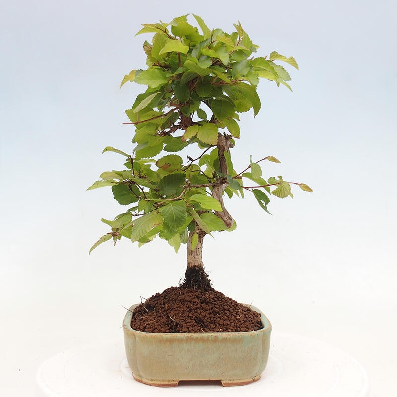 Outdoor bonsai -Carpinus CARPINOIDES - Korean hornbeam