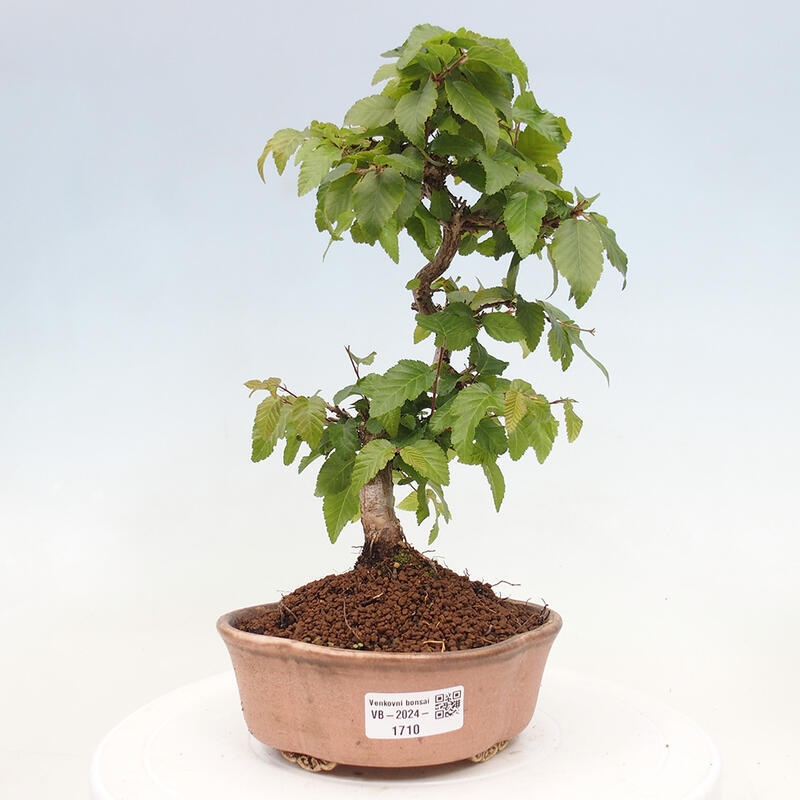 Outdoor bonsai -Carpinus CARPINOIDES - Korean hornbeam