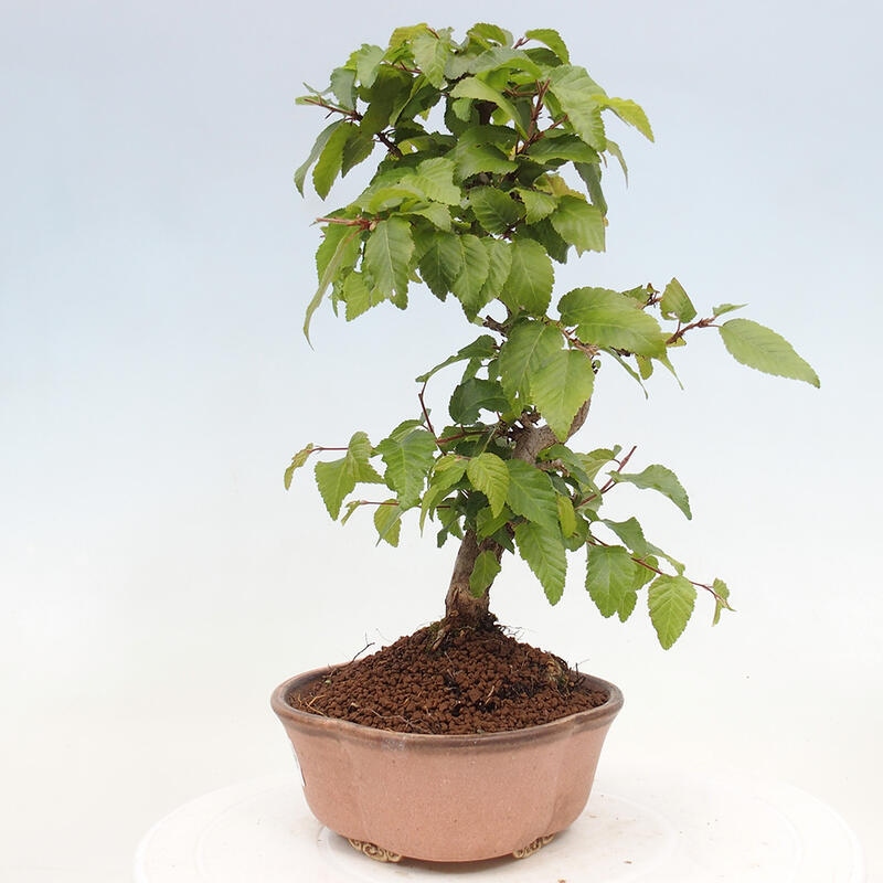 Outdoor bonsai -Carpinus CARPINOIDES - Korean hornbeam