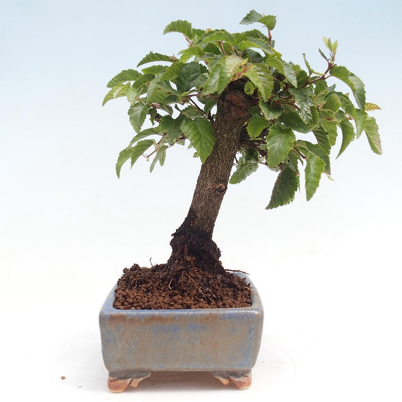 Outdoor bonsai -Carpinus CARPINOIDES - Korean Hornbeam