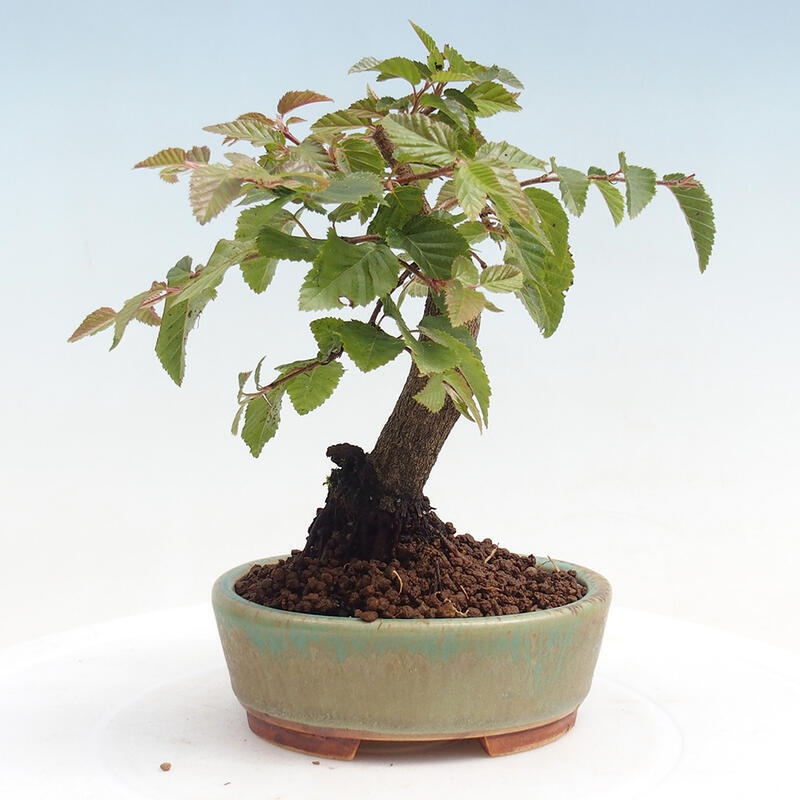 Outdoor bonsai -Carpinus CARPINOIDES - Korean Hornbeam