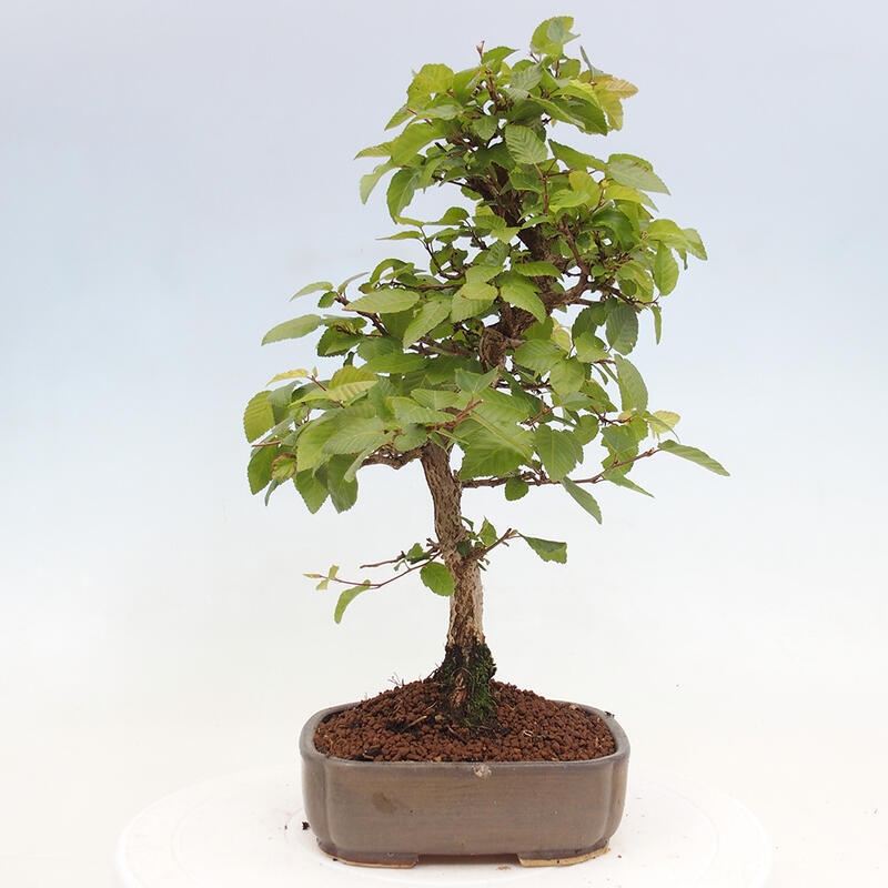 Outdoor bonsai -Carpinus CARPINOIDES - Korean hornbeam