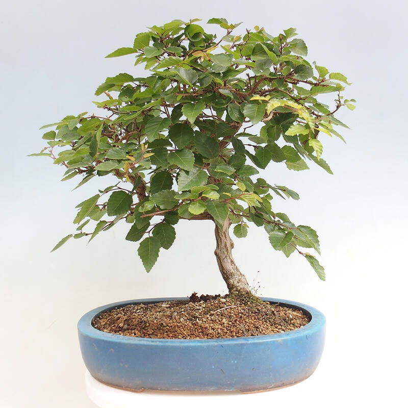 Outdoor bonsai -Carpinus CARPINOIDES - Korean Hornbeam