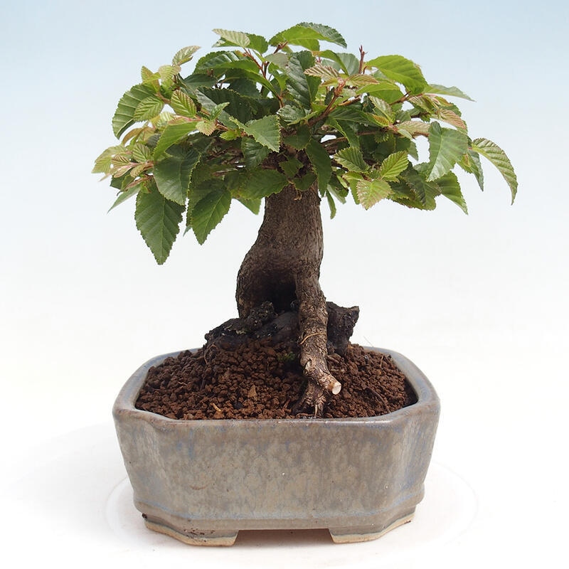 Outdoor bonsai -Carpinus CARPINOIDES - Korean Hornbeam