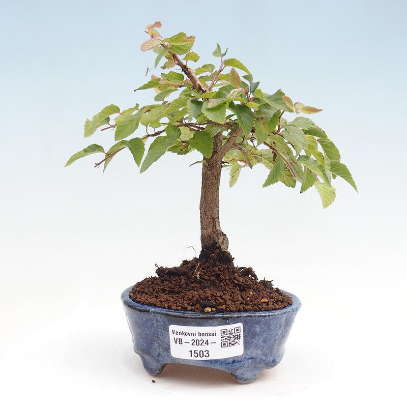 Outdoor bonsai -Carpinus CARPINOIDES - Korean Hornbeam