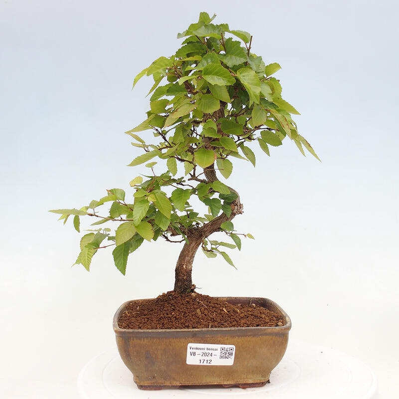 Outdoor bonsai -Carpinus CARPINOIDES - Korean hornbeam