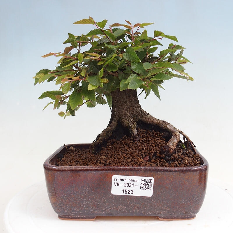 Outdoor bonsai -Carpinus CARPINOIDES - Korean Hornbeam