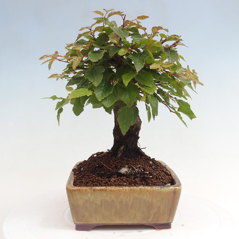 Outdoor bonsai -Carpinus CARPINOIDES - Korean Hornbeam