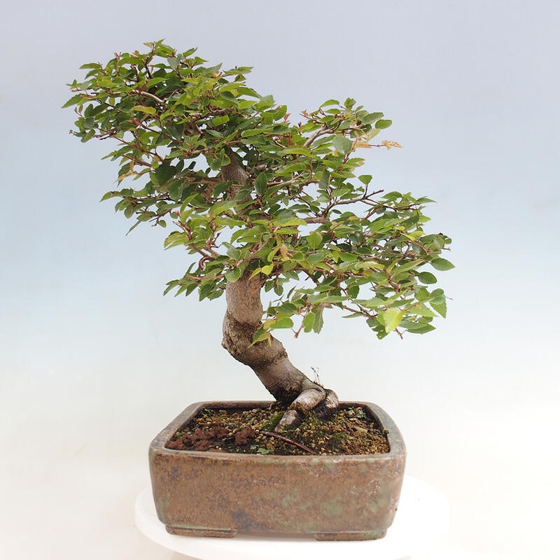 Outdoor bonsai -Carpinus CARPINOIDES - Korean Hornbeam