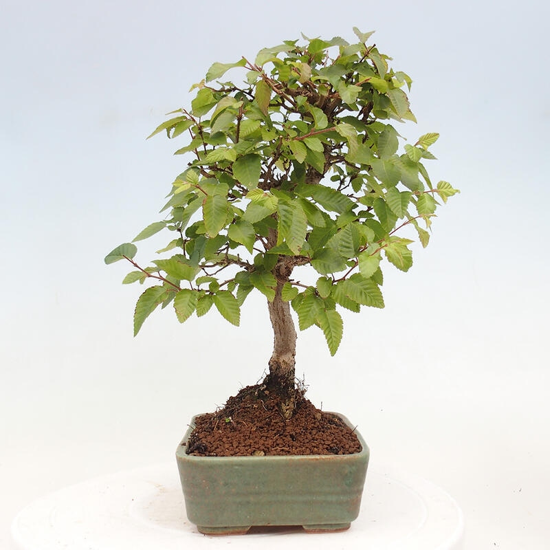 Outdoor bonsai -Carpinus CARPINOIDES - Korean hornbeam