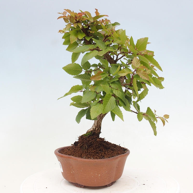 Outdoor bonsai -Carpinus CARPINOIDES - Korean hornbeam