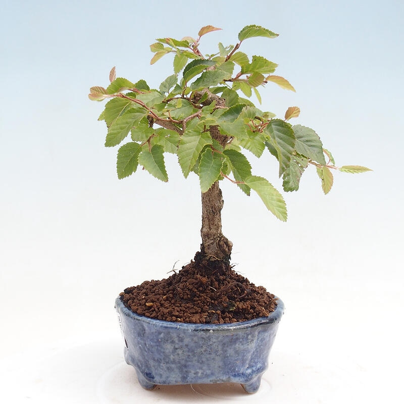 Outdoor bonsai -Carpinus CARPINOIDES - Korean Hornbeam