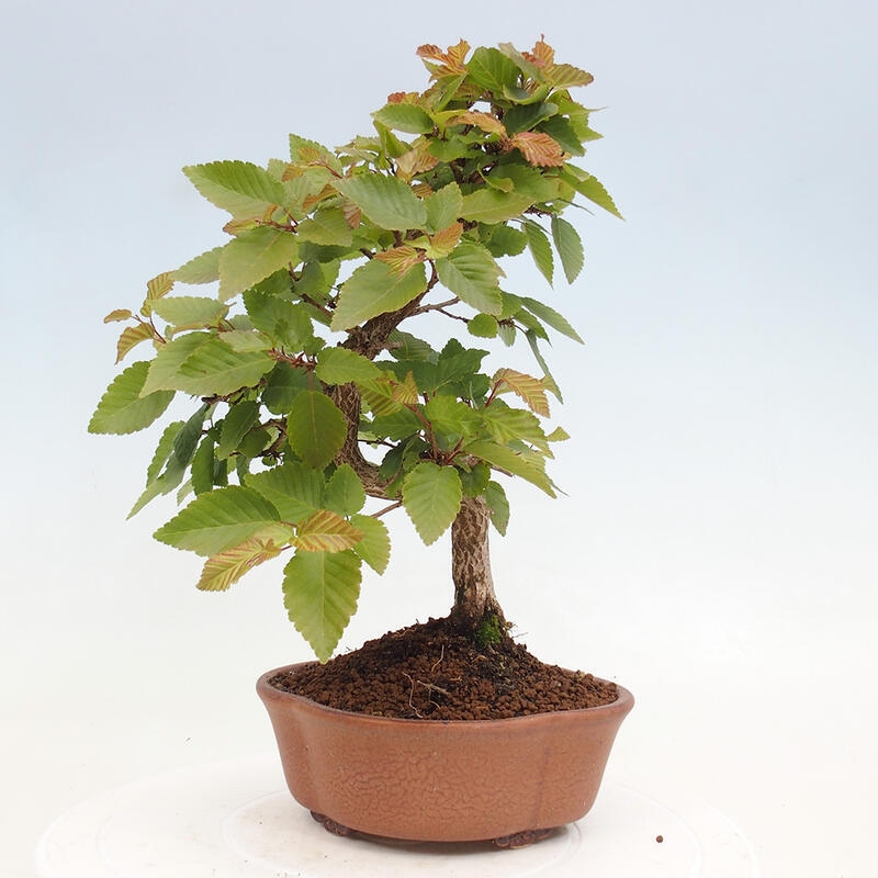 Outdoor bonsai -Carpinus CARPINOIDES - Korean hornbeam