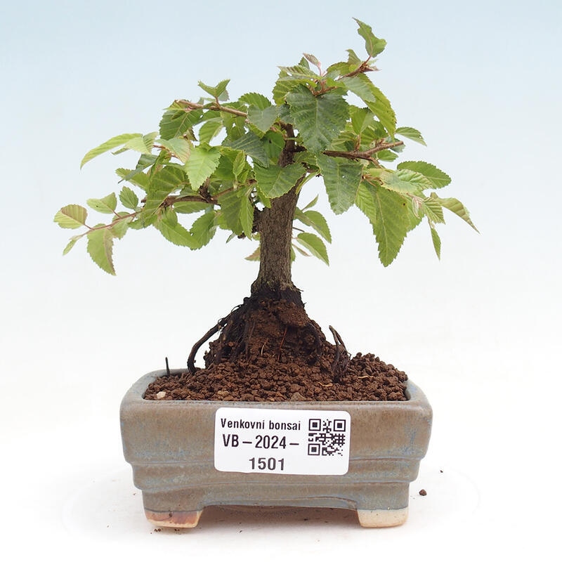 Outdoor bonsai -Carpinus CARPINOIDES - Korean Hornbeam