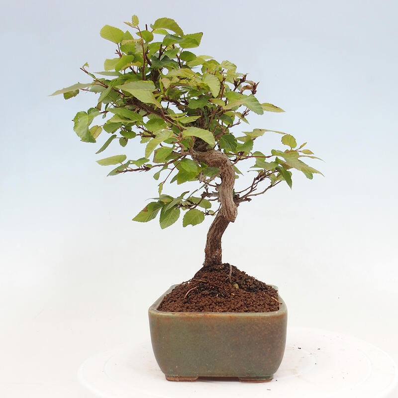 Outdoor bonsai -Carpinus CARPINOIDES - Korean hornbeam