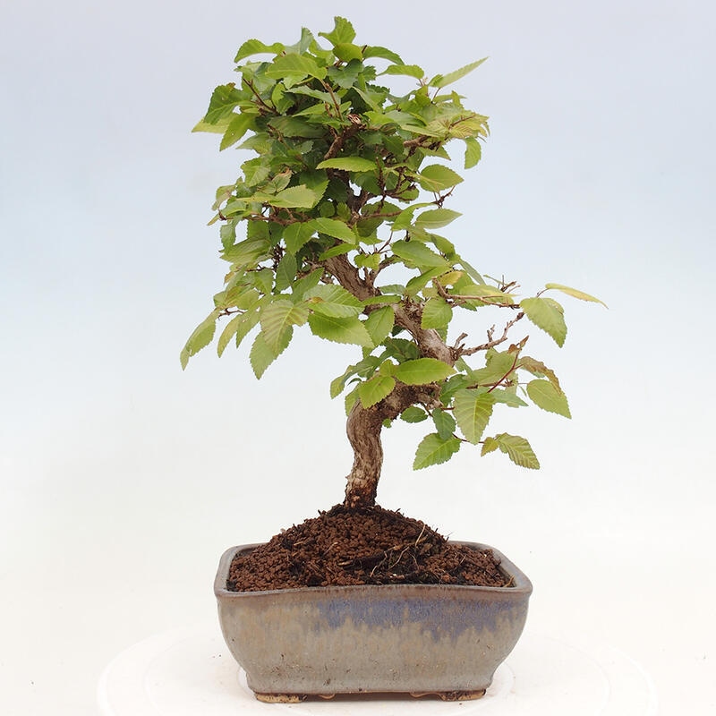 Outdoor bonsai -Carpinus CARPINOIDES - Korean hornbeam