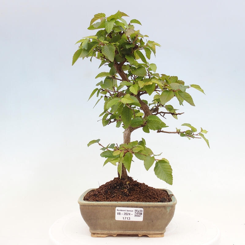 Outdoor bonsai -Carpinus CARPINOIDES - Korean hornbeam