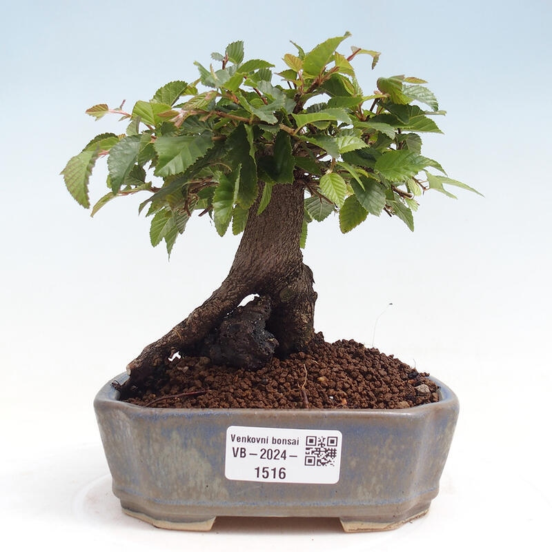 Outdoor bonsai -Carpinus CARPINOIDES - Korean Hornbeam