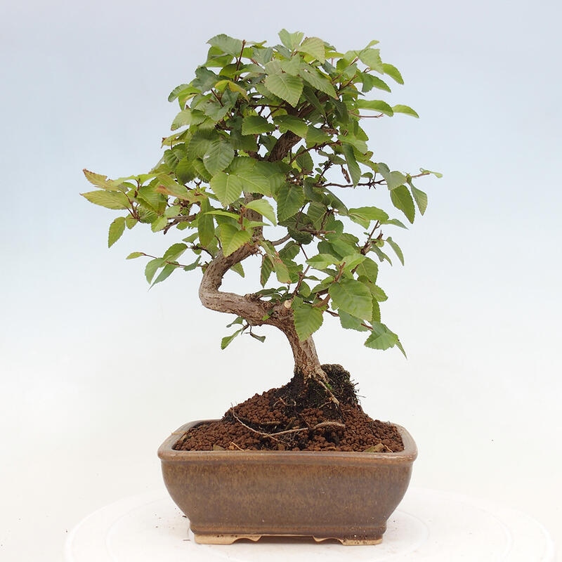 Outdoor bonsai -Carpinus CARPINOIDES - Korean hornbeam