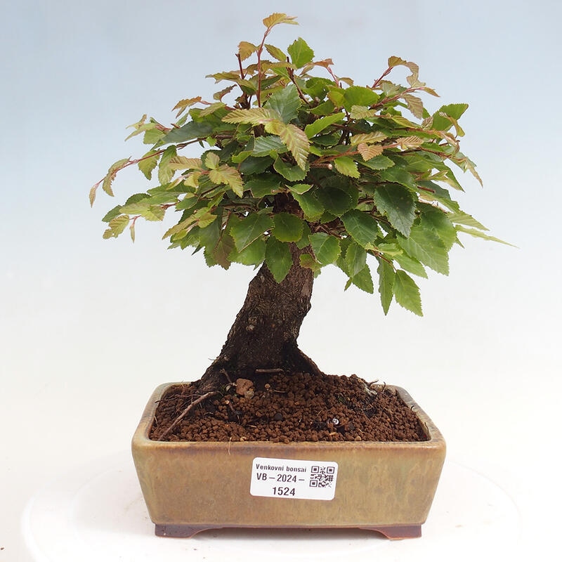 Outdoor bonsai -Carpinus CARPINOIDES - Korean Hornbeam