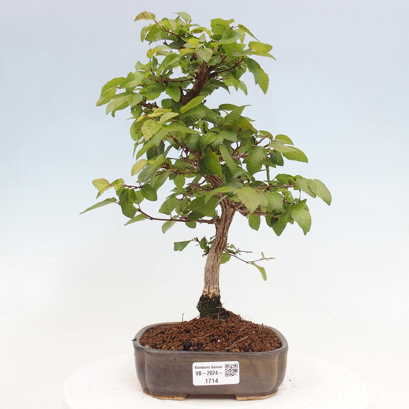 Outdoor bonsai -Carpinus CARPINOIDES - Korean hornbeam