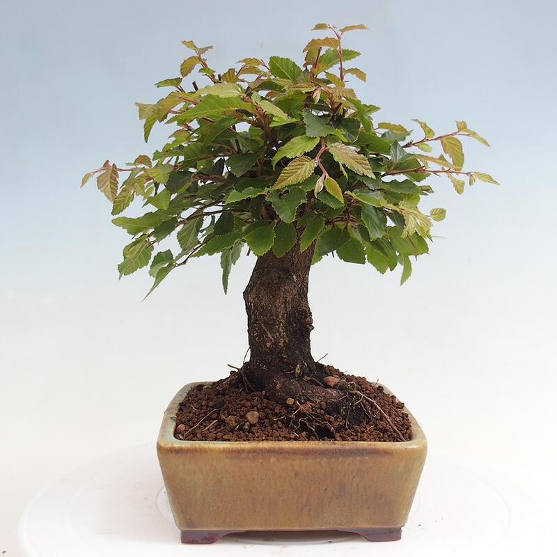 Outdoor bonsai -Carpinus CARPINOIDES - Korean Hornbeam