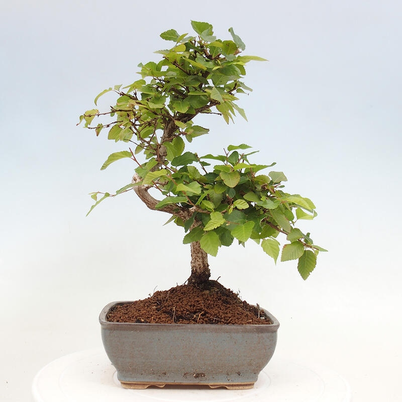 Outdoor bonsai -Carpinus CARPINOIDES - Korean hornbeam