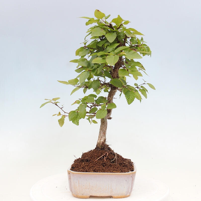 Outdoor bonsai -Carpinus CARPINOIDES - Korean hornbeam