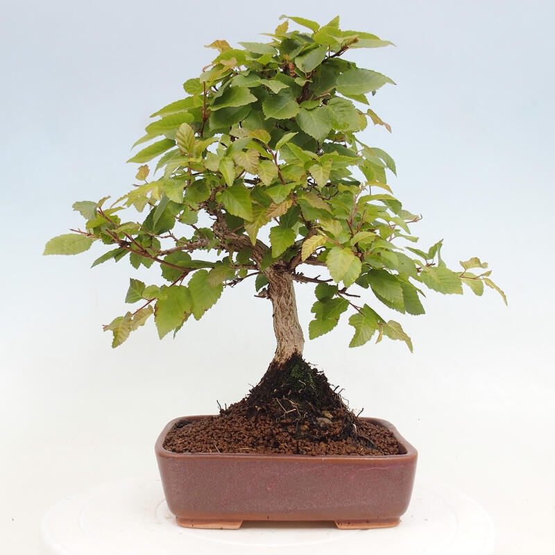 Outdoor bonsai -Carpinus CARPINOIDES - Korean hornbeam