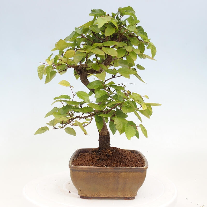 Outdoor bonsai -Carpinus CARPINOIDES - Korean hornbeam