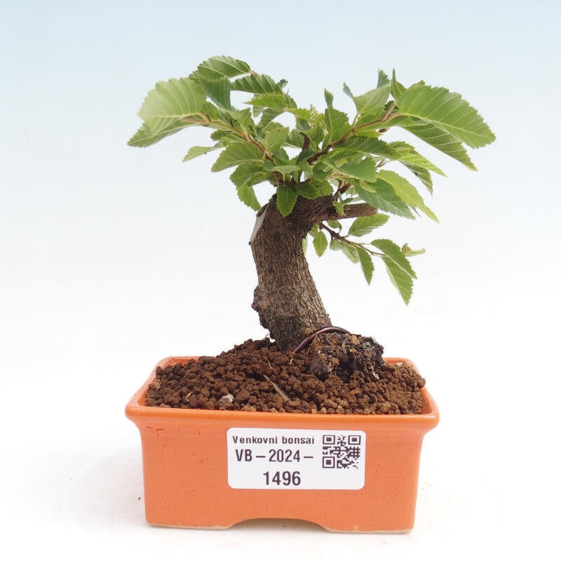 Outdoor bonsai -Carpinus CARPINOIDES - Korean Hornbeam