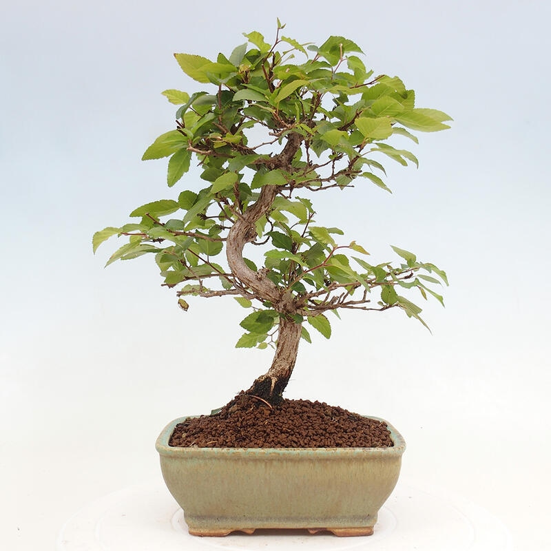 Outdoor bonsai -Carpinus CARPINOIDES - Korean hornbeam