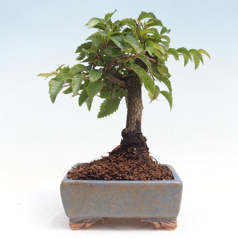 Outdoor bonsai -Carpinus CARPINOIDES - Korean Hornbeam